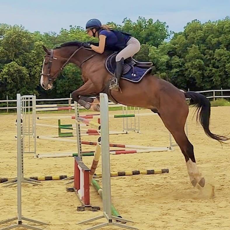 Valorisation / Dépôt vente poneys et chevaux 