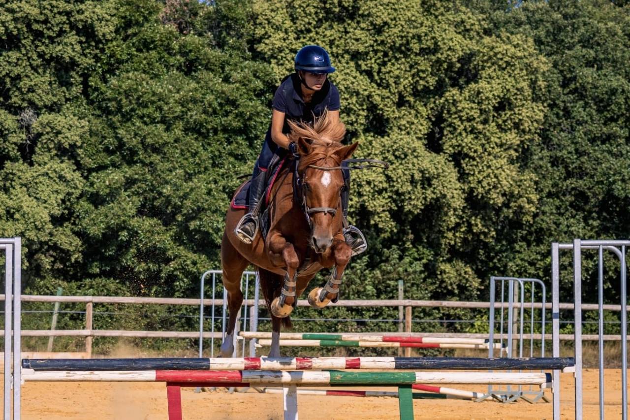 Valorisation / D&eacute;p&ocirc;t vente poneys et chevaux 