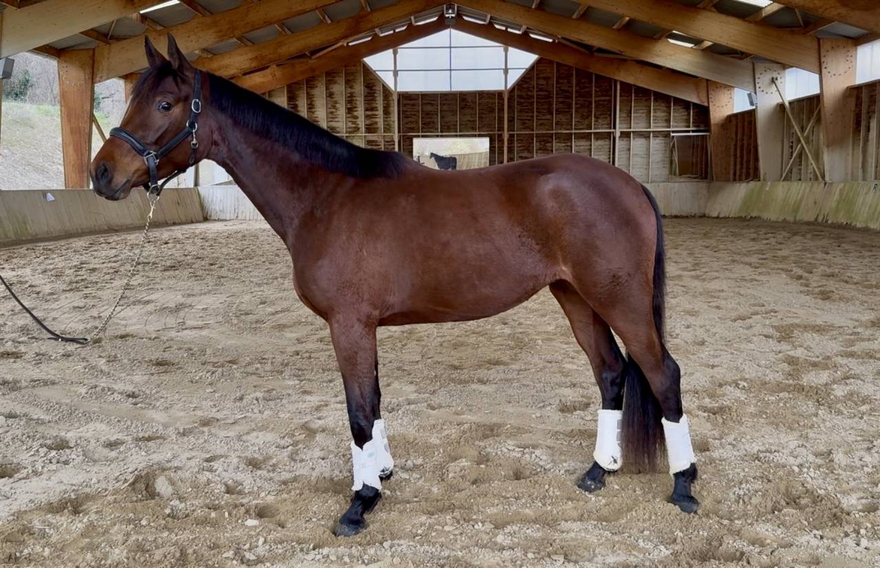 Jeune jument d'avenir CCE dressage