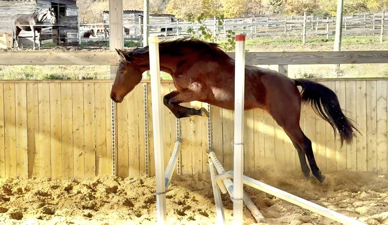 Jeune jument d'avenir CCE dressage