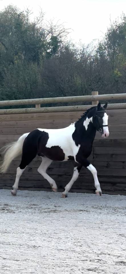 Saillie étalon agréé AES 