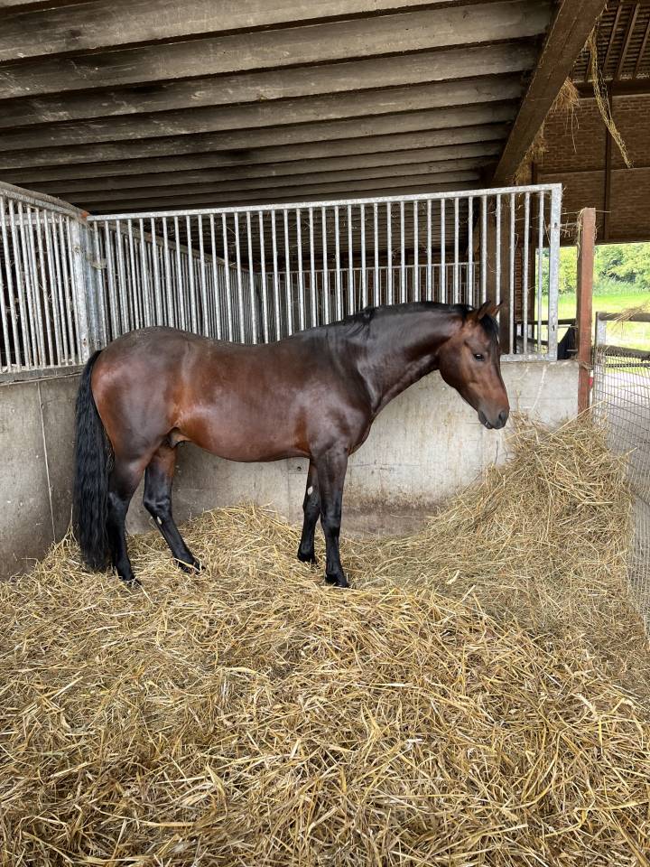 Jolly Coeur Amourier