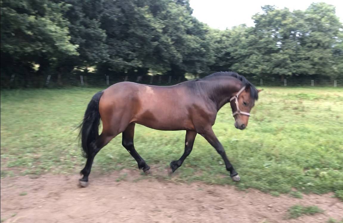 Jolly Coeur Amourier