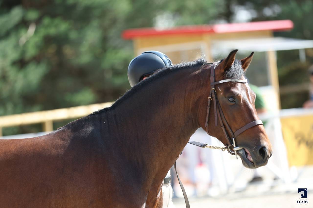 Jolly Coeur Amourier