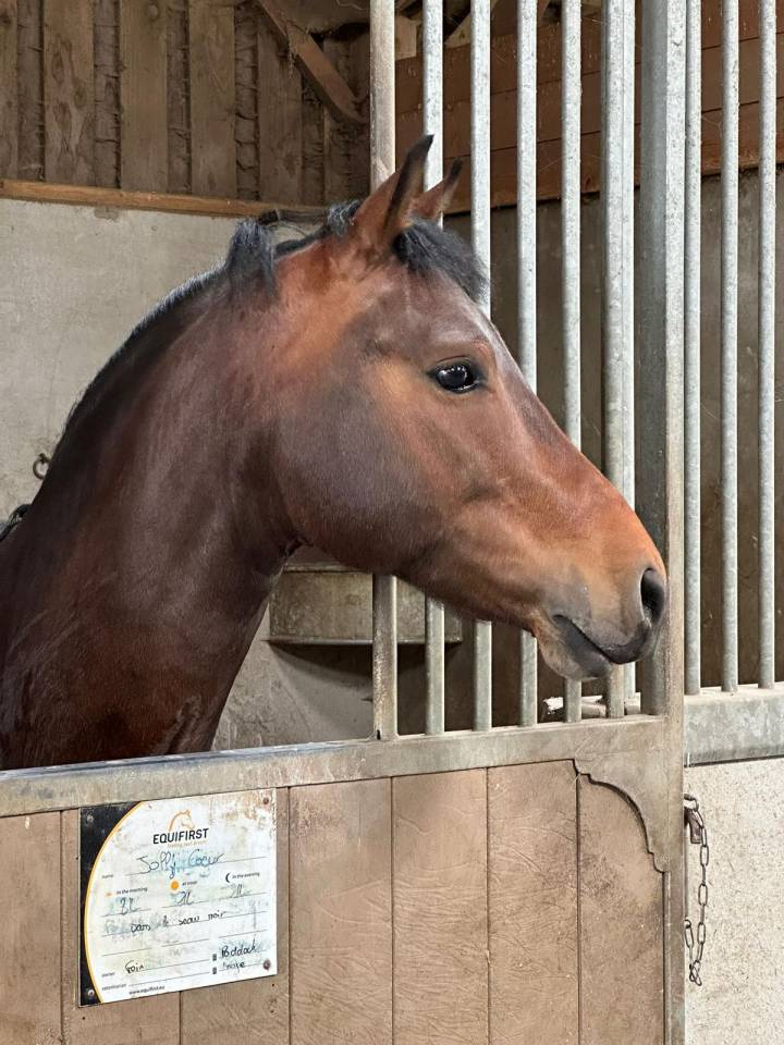 Jolly Coeur Amourier