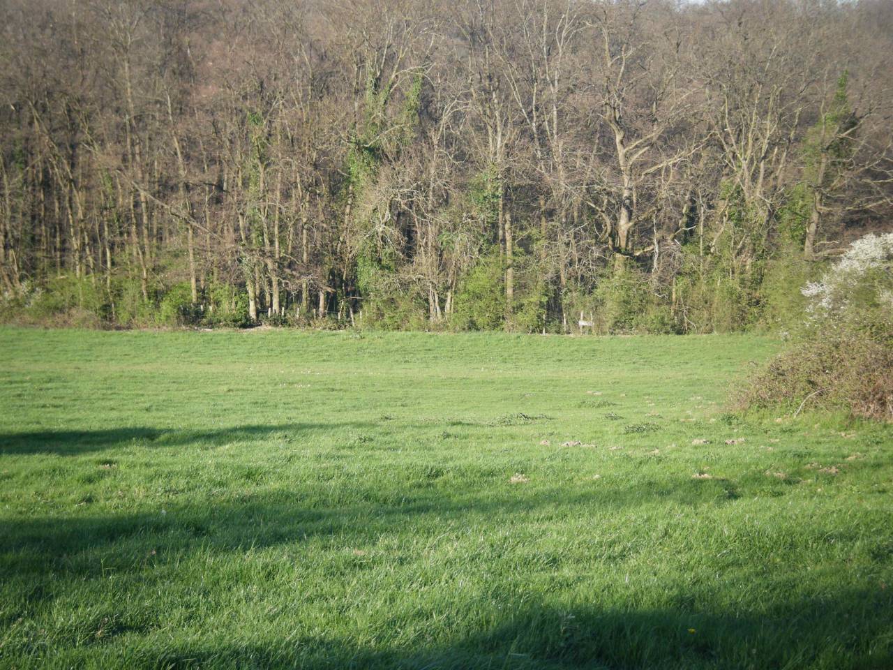 Pension au pré pour chevaux/poneys