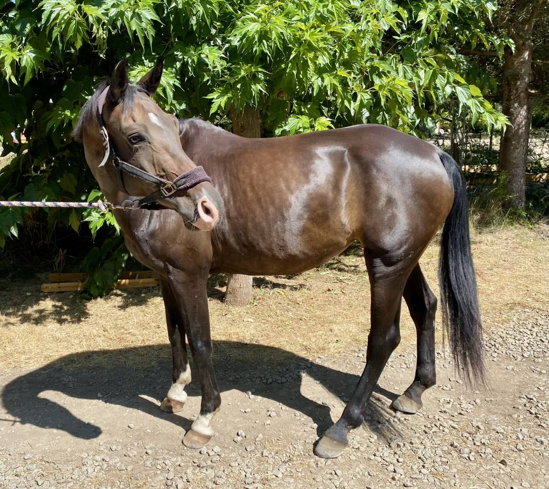 Jument dressage 13 ans 