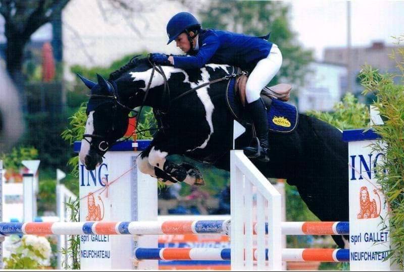 Étalon de sport par Darco et King 