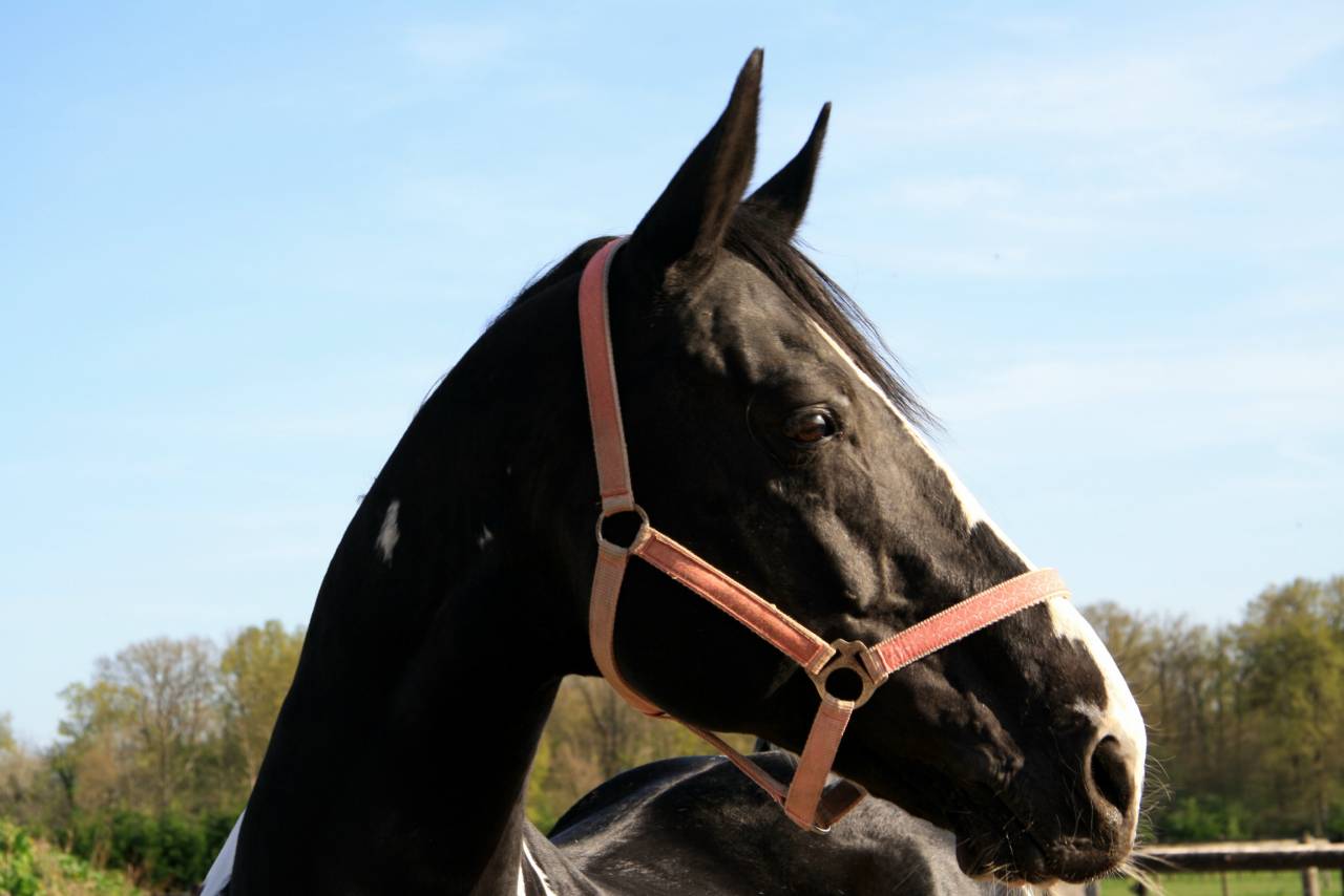 Étalon de sport par Darco et King 