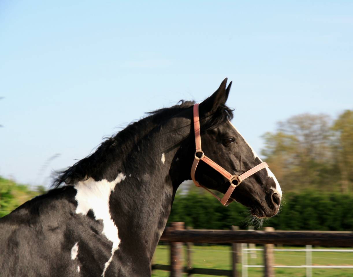 Étalon de sport par Darco et King 