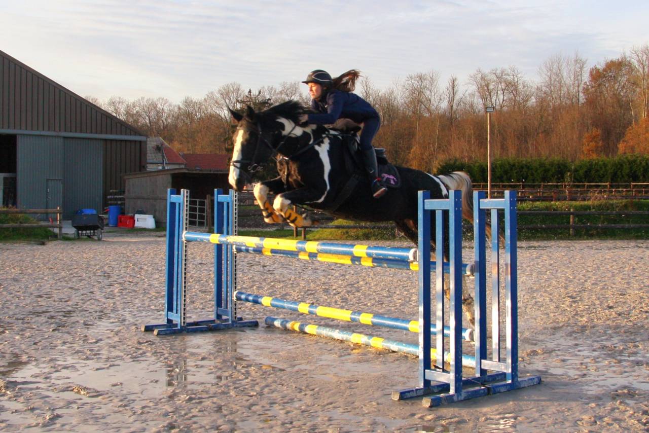 Étalon de sport par Darco et King 