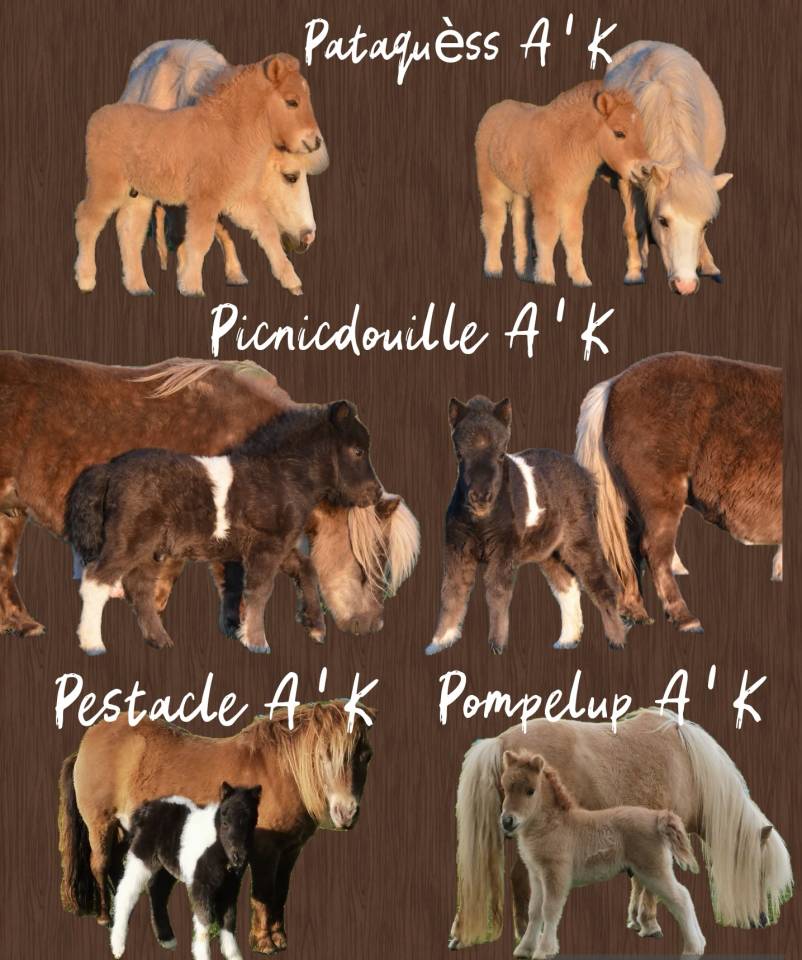 Plusieurs poulains poney mini shetland 