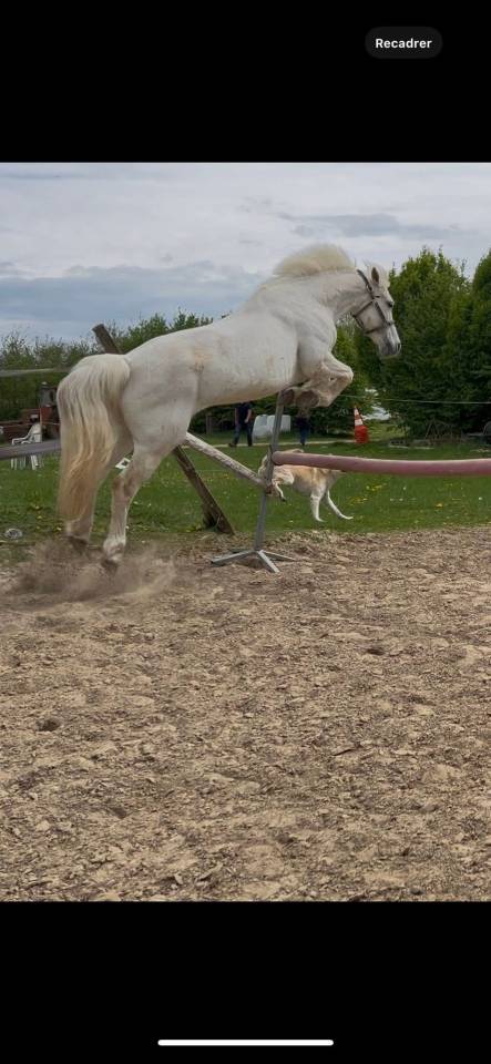 Ponette Connemara classe 1 top papier 