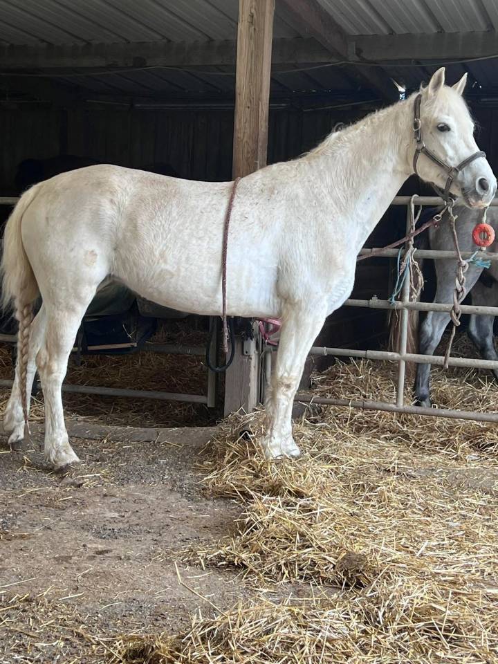 Ponette Connemara classe 1 top papier 