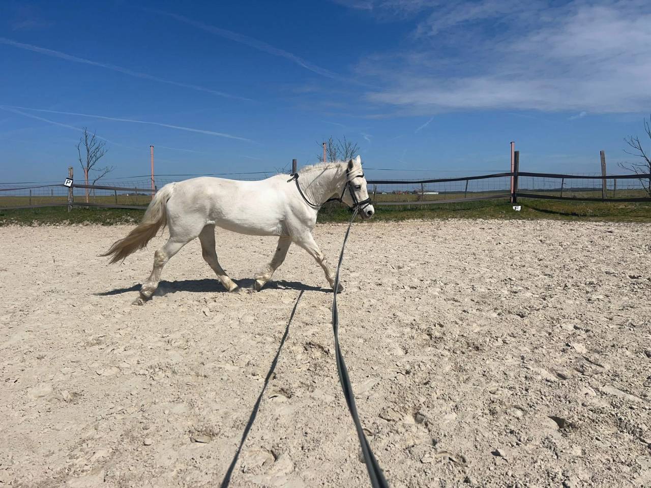 Ponette Connemara classe 1 top papier 