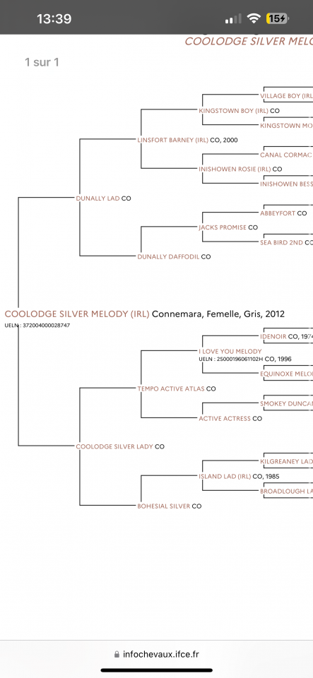 Ponette Connemara classe 1 top papier 