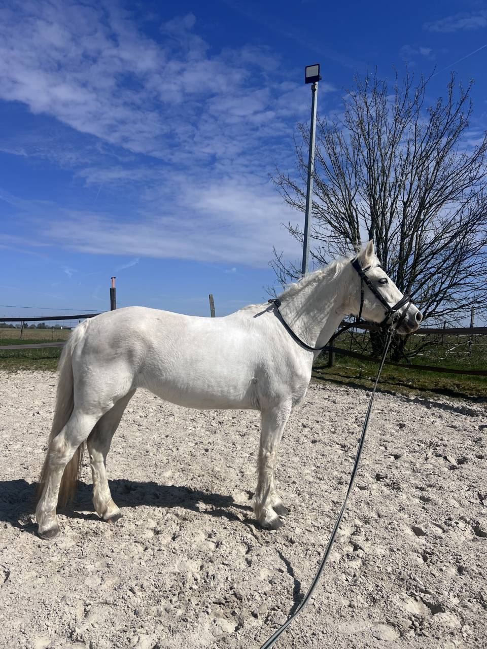 Ponette Connemara classe 1 top papier 