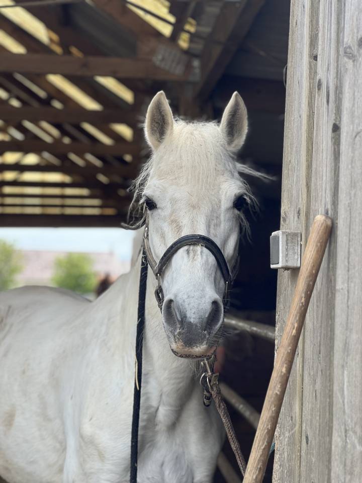 Ponette Connemara classe 1 top papier 