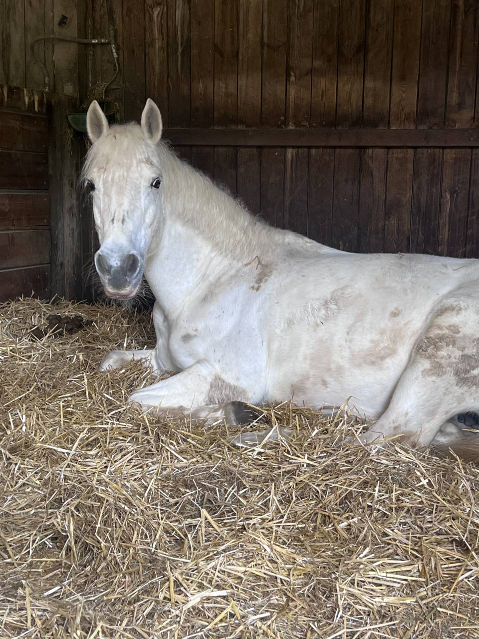 Ponette Connemara classe 1 top papier 