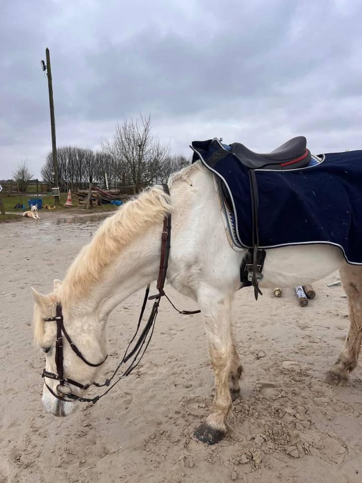 Ponette Connemara classe 1 top papier 