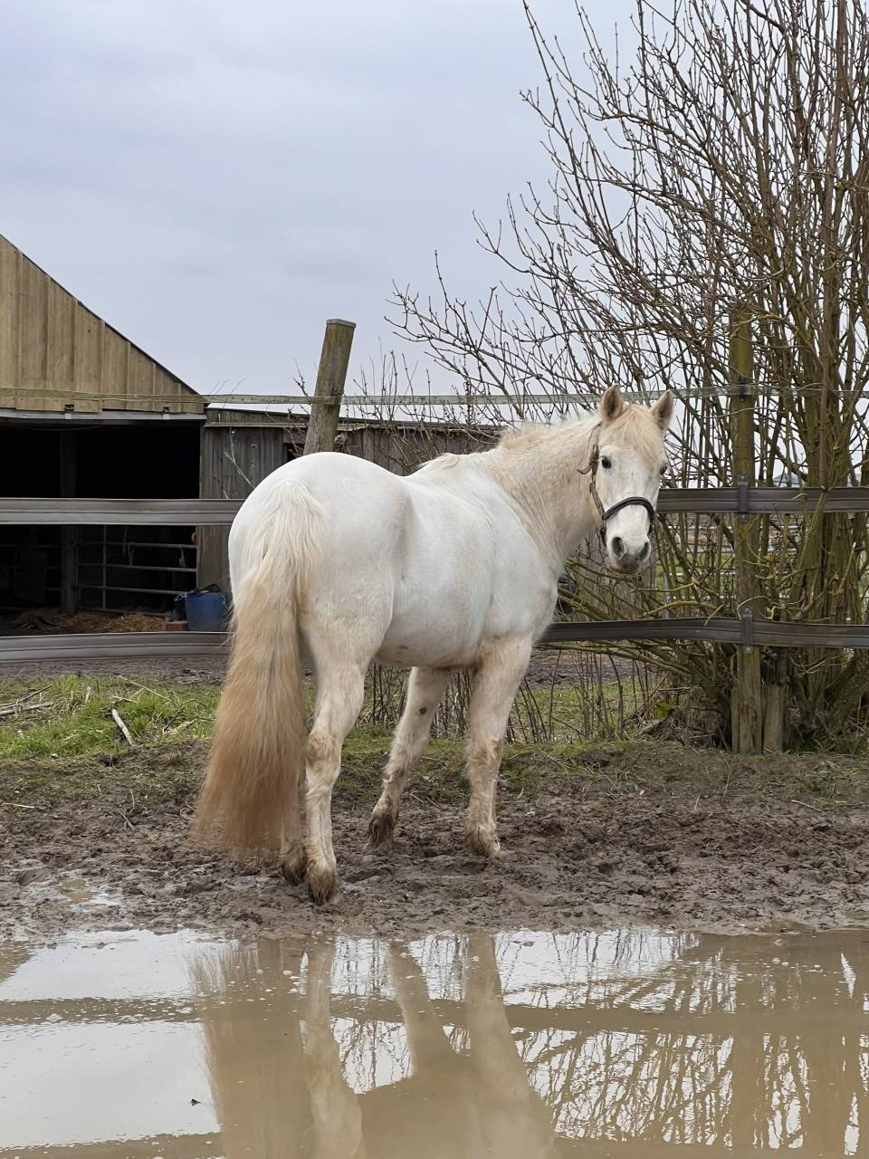 Ponette Connemara classe 1 top papier 