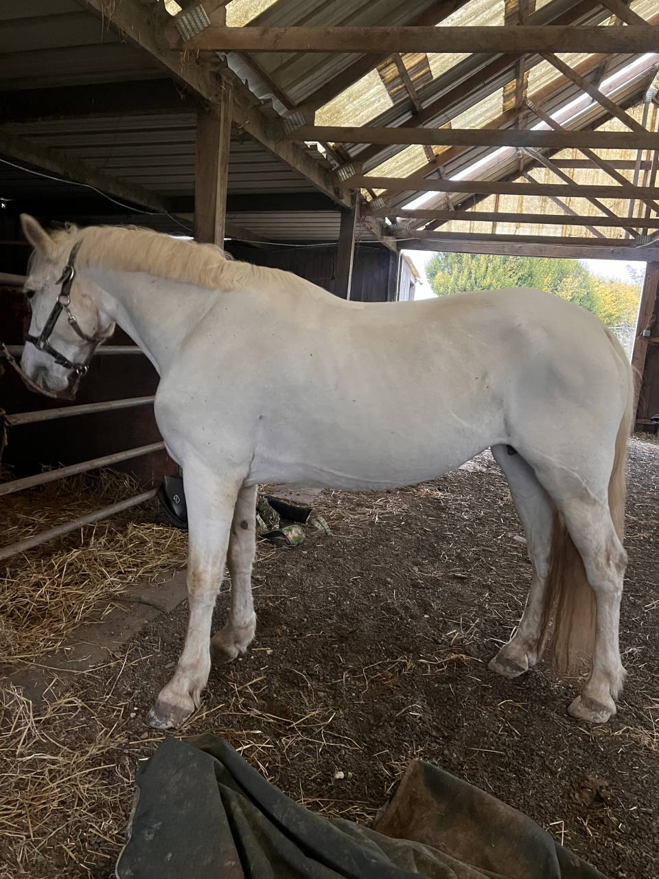 Ponette Connemara classe 1 top papier 