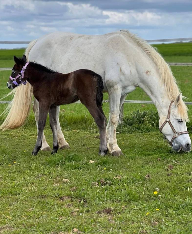 Ponette Connemara classe 1 top papier 