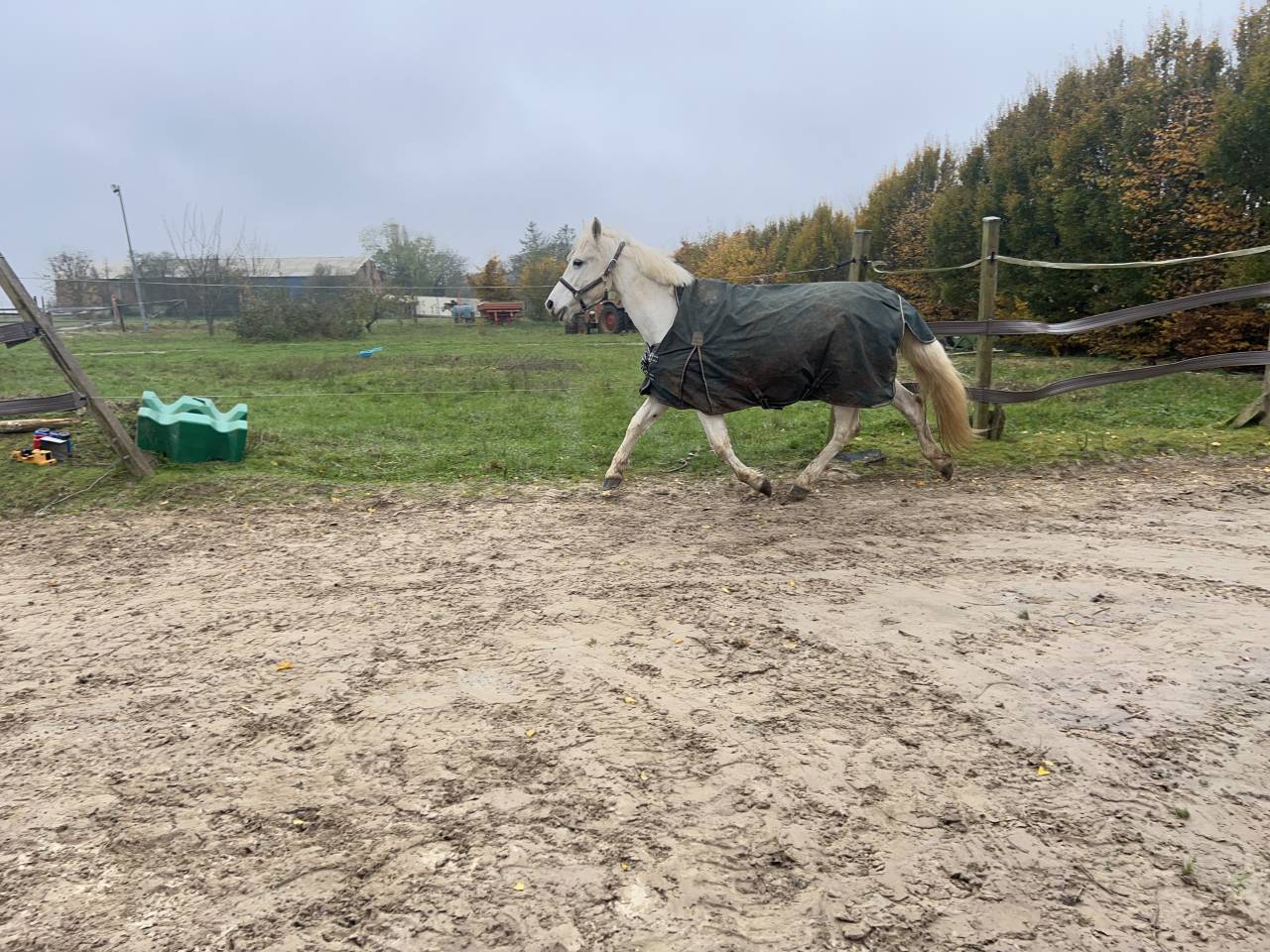 Ponette Connemara classe 1 top papier 