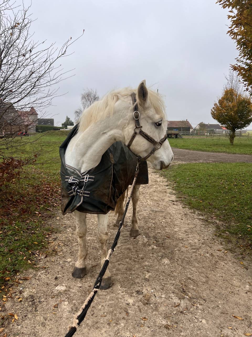 Ponette Connemara classe 1 top papier 