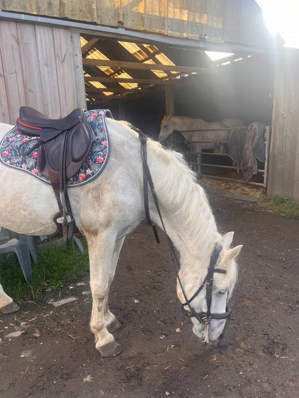 Ponette Connemara classe 1 top papier 