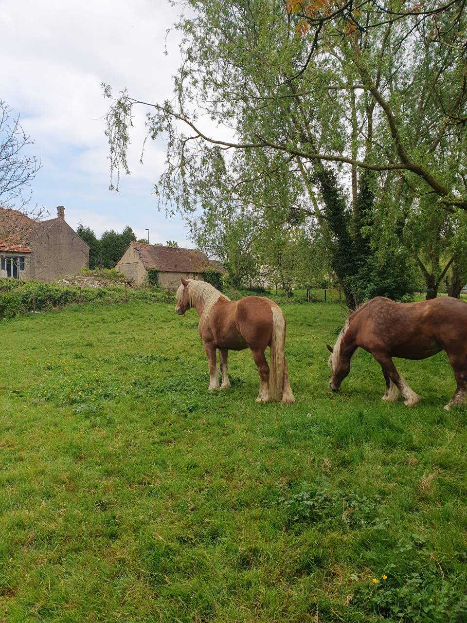 Hongre Comtois attelé