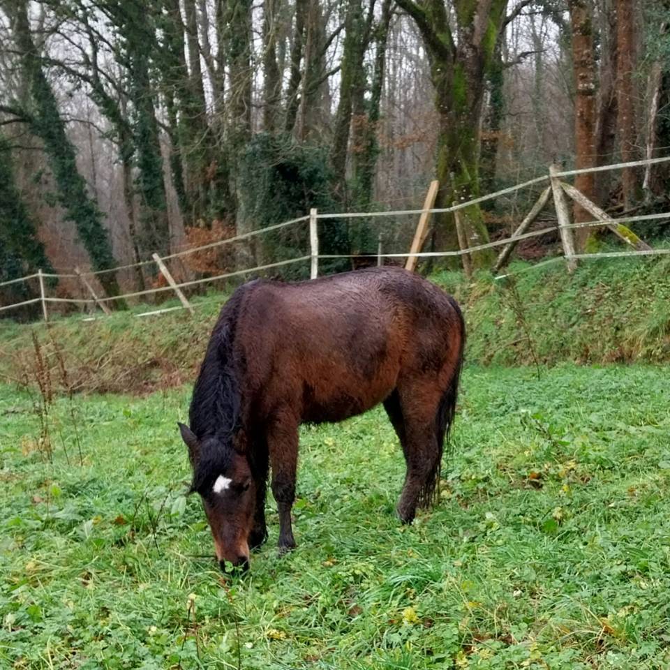 Poney OC 1m28 