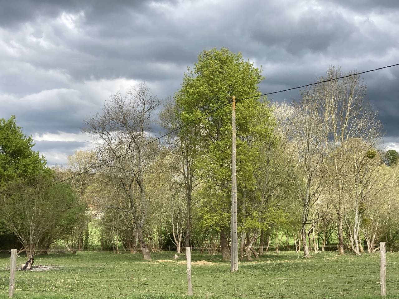 Pension chevaux repos/retraite/ poulinière 