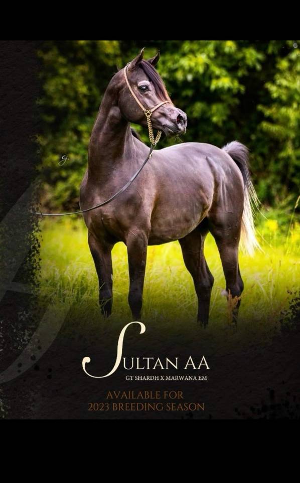 SAILLIE étalon pur sang arabe noir 