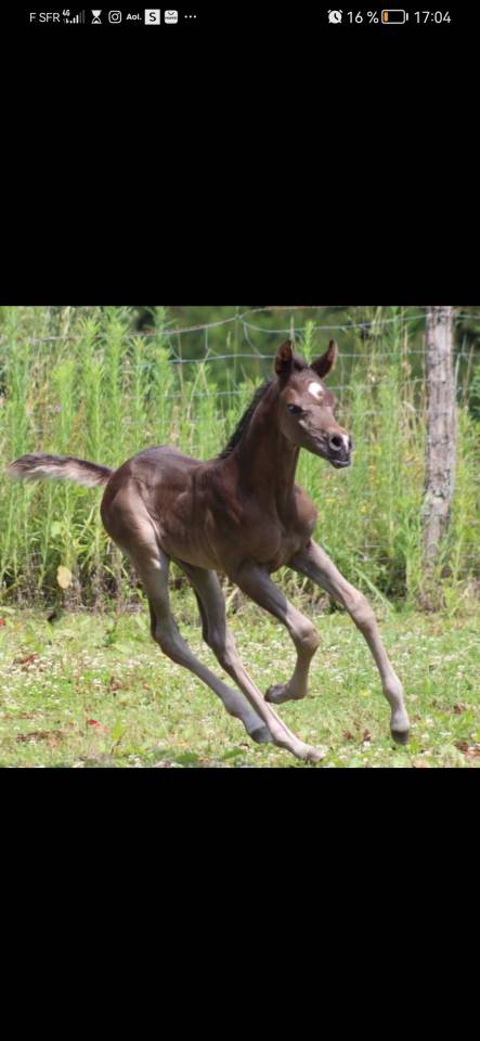 SAILLIE étalon pur sang arabe noir 