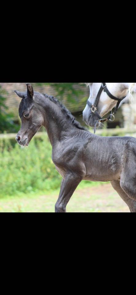 SAILLIE étalon pur sang arabe noir 