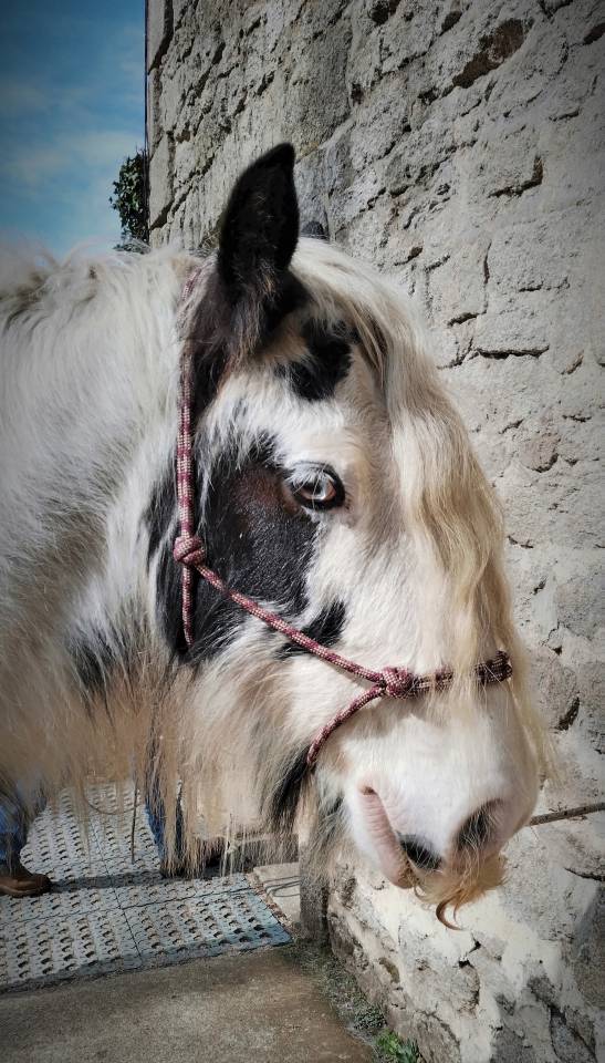 Hongre 8 ans gypsy cob