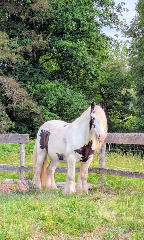 Hongre 9 ans gypsy cob