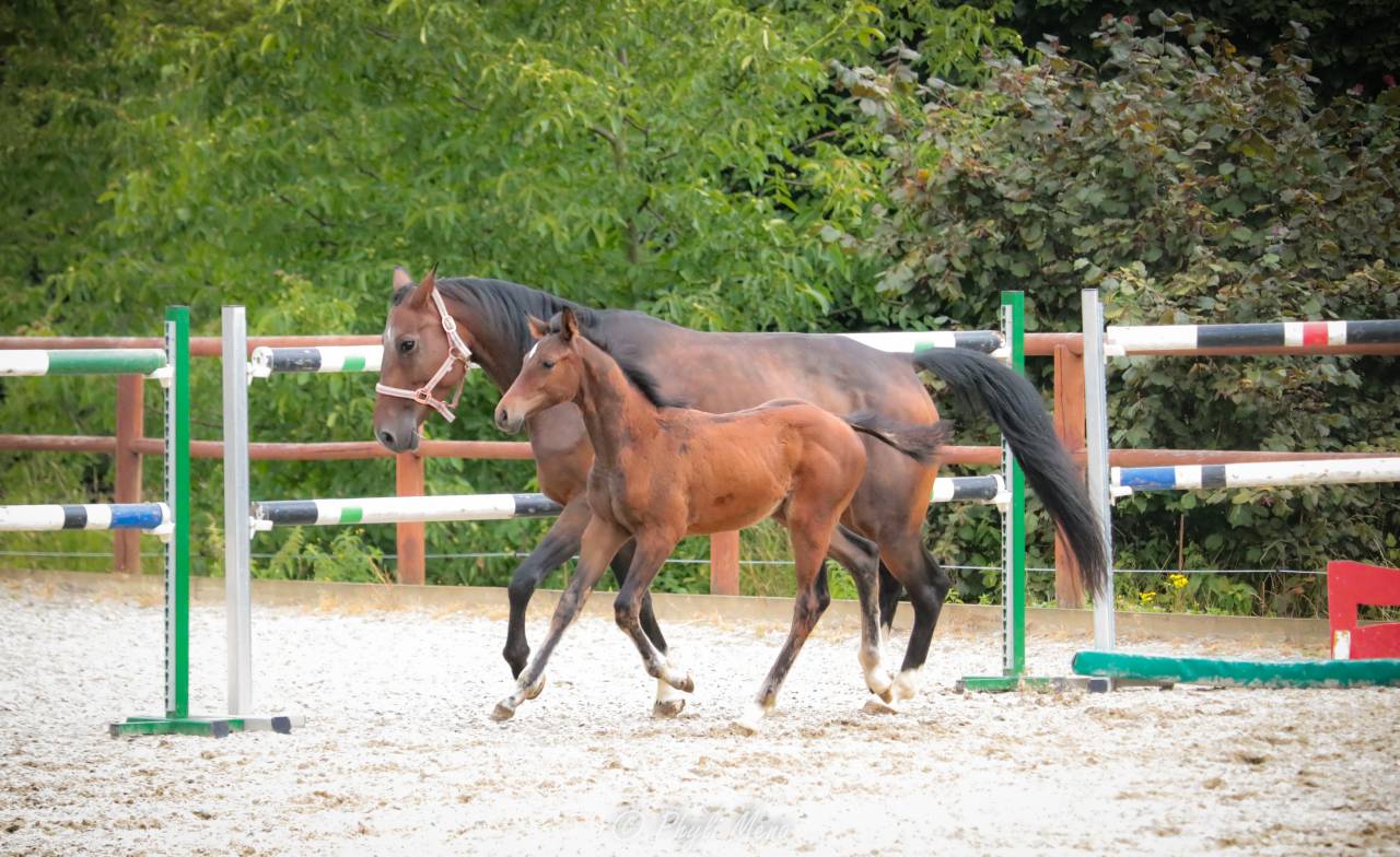 Mâle avec du chic pp