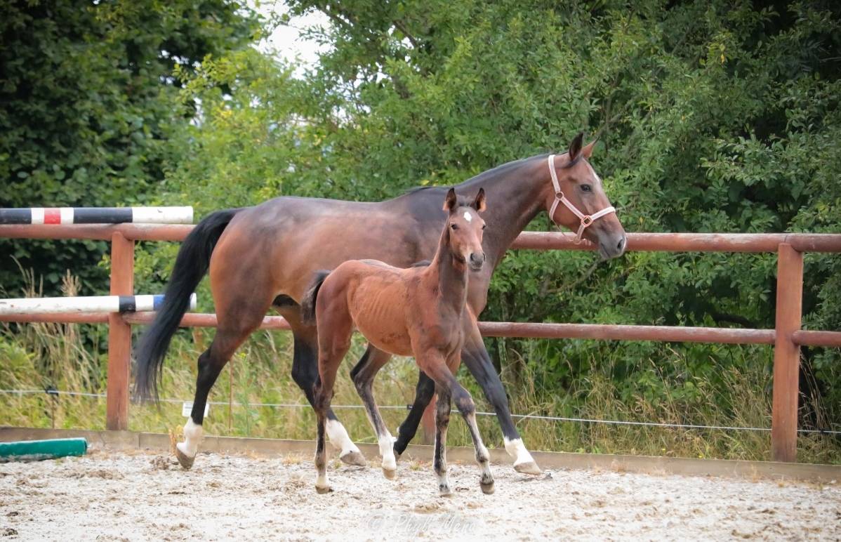 Mâle avec du chic pp