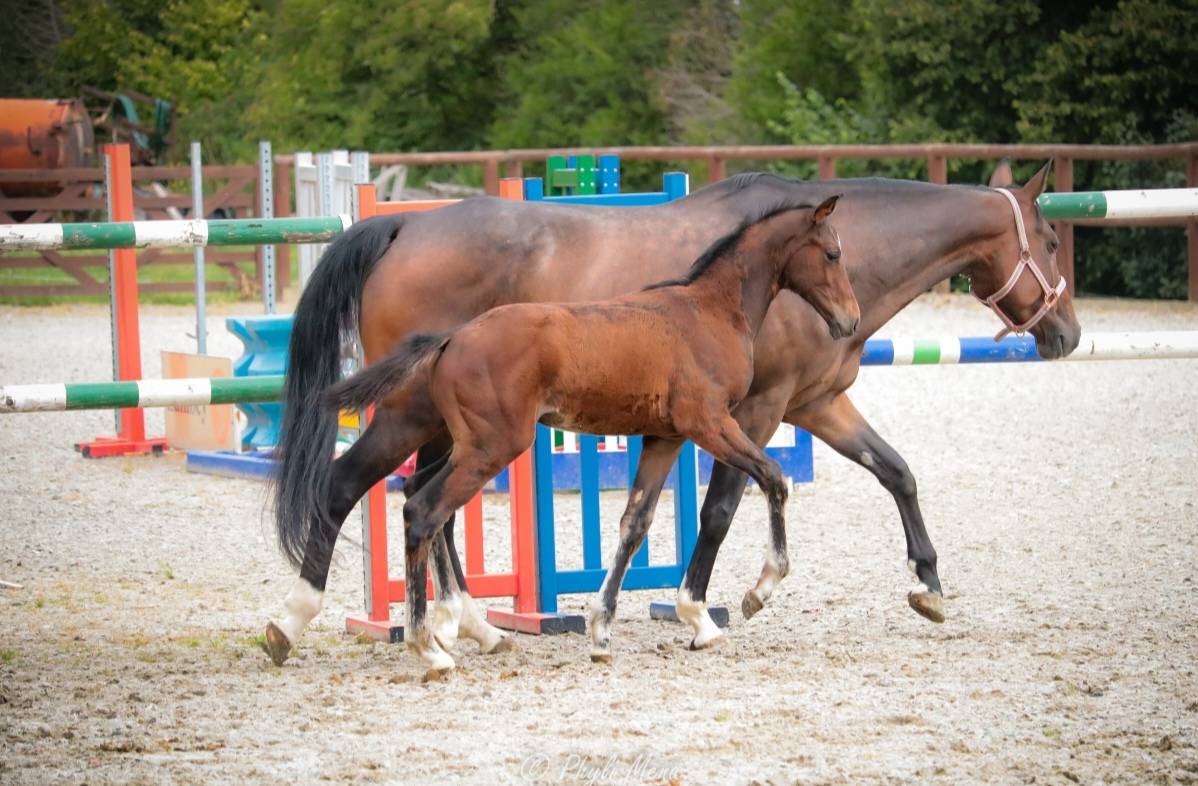 Mâle avec du chic pp
