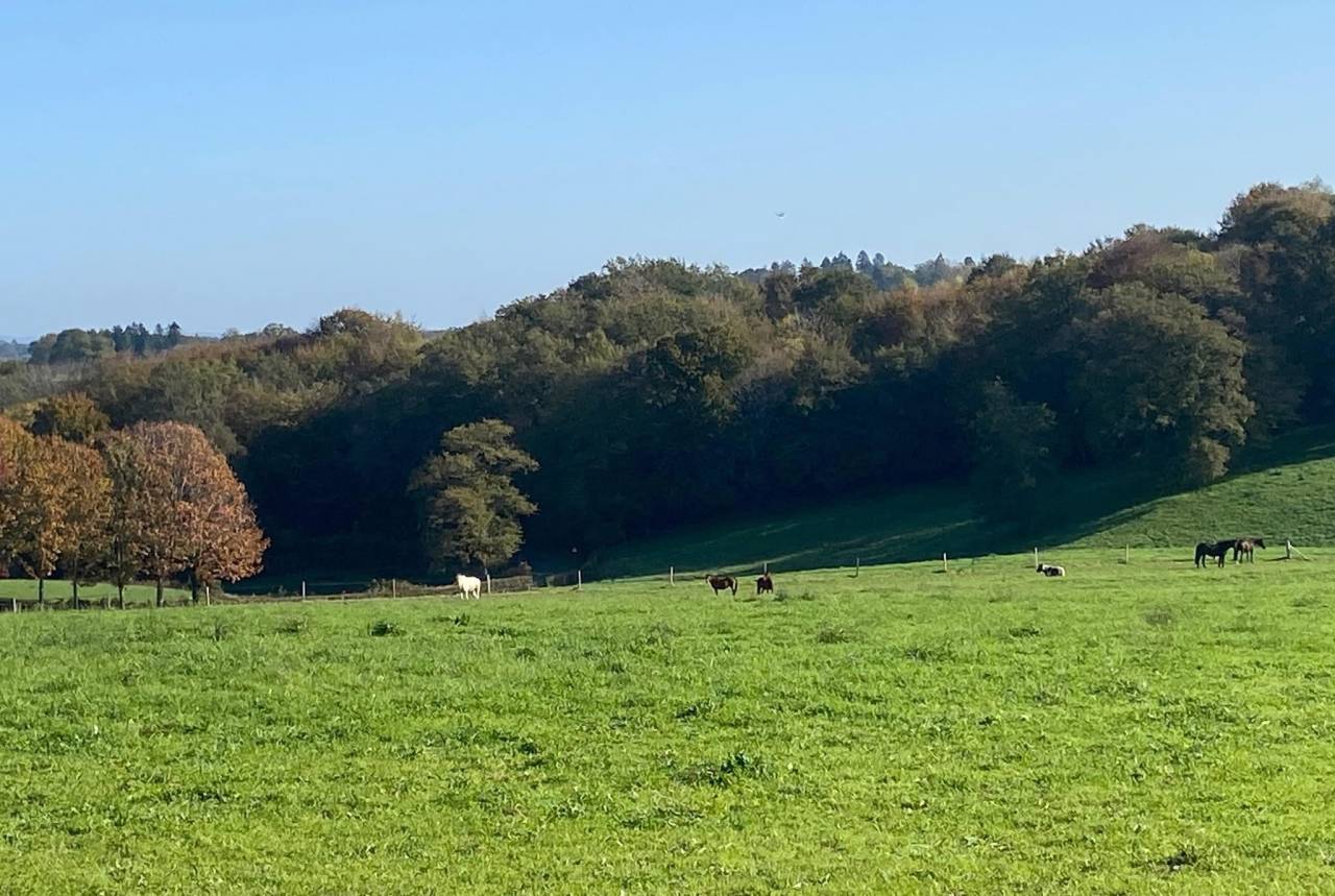 Pensions chevaux - Ecurie Les 3 Saints 19210 