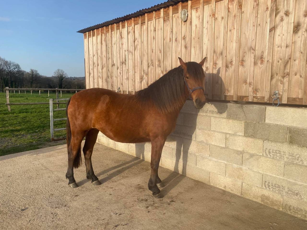 Pensions chevaux - Ecurie Les 3 Saints 19210 