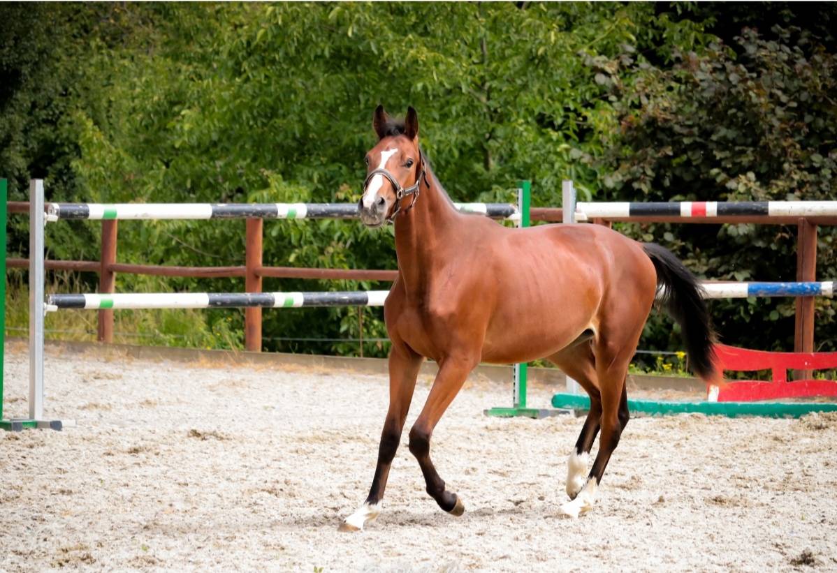 Mâle sf avec beaucoup de chic 