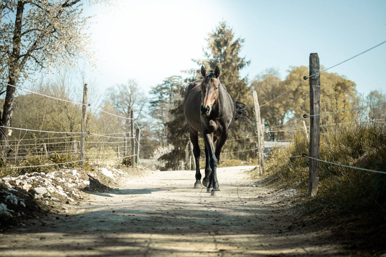 Paddock Paradise - Le Havre d'Imp&eacute;rial 