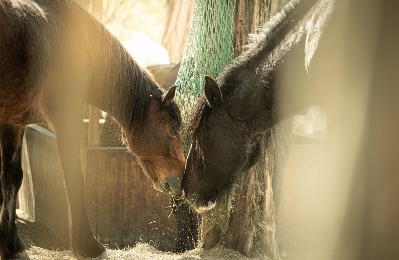 Paddock Paradise - Le Havre d'Imp&eacute;rial 