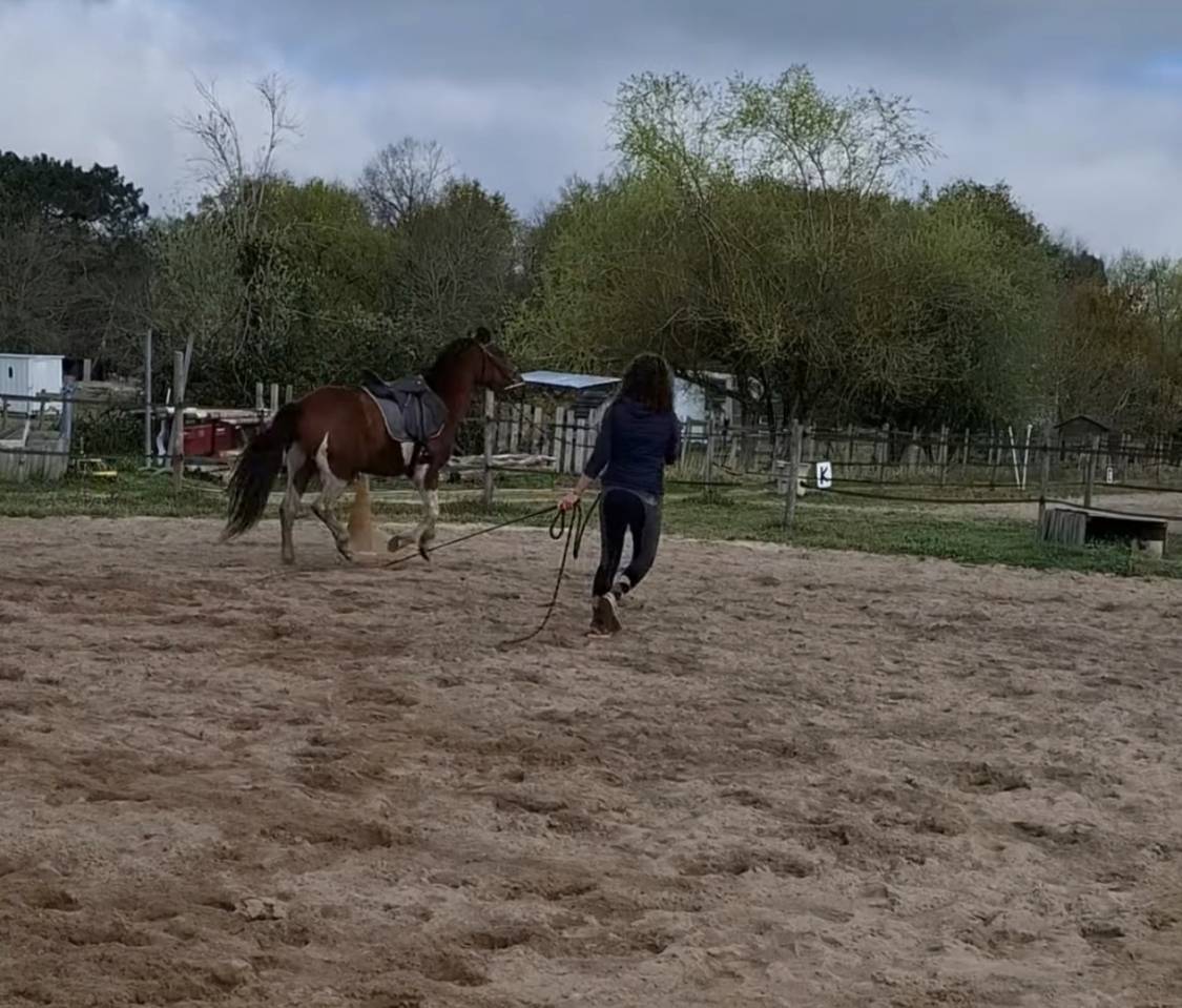 Enseignante et éducatrice équine 