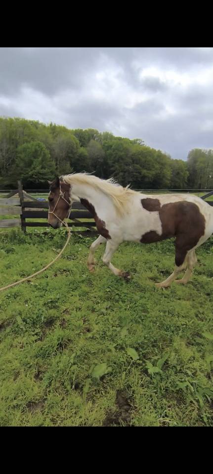 Enseignante et éducatrice équine 
