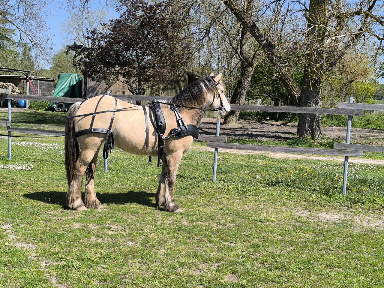Enseignante et éducatrice équine 