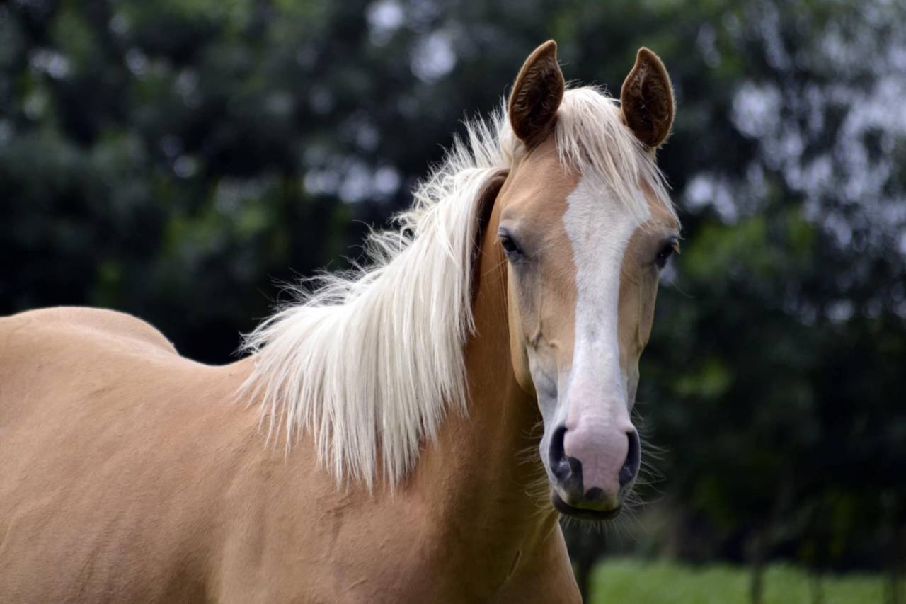 Saillie Quarter Horse palomino 